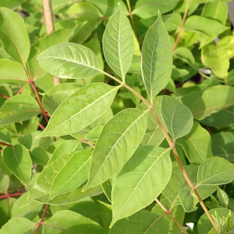 Euodia danielii - Arbre à miel (Foliage)