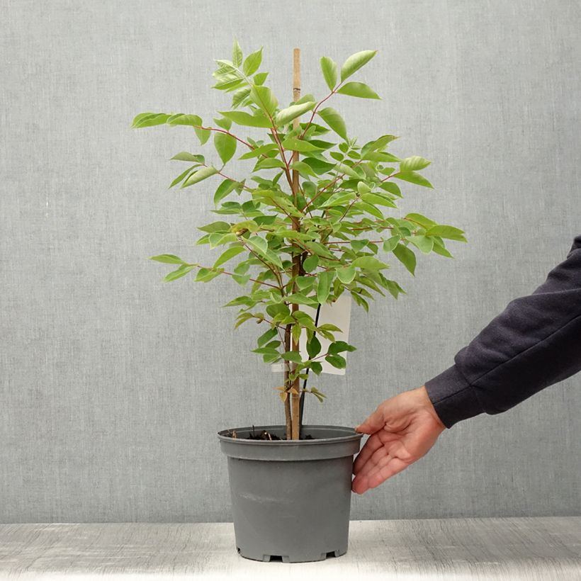 Example of Euodia danielii - Arbre à miel Pot de 4L/5L as you get in ete