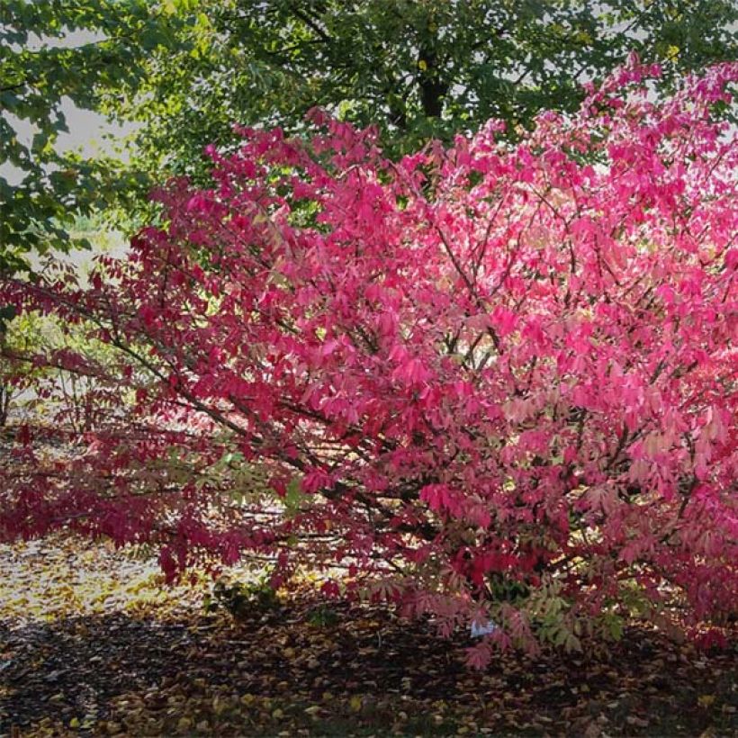 Euonymus alatus - Fusain ailé (Plant habit)