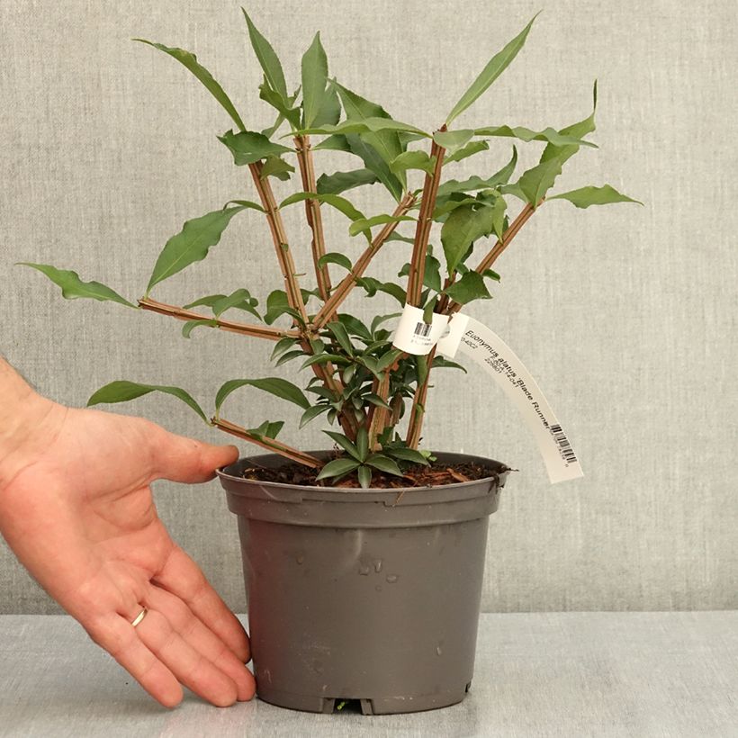 Example of Euonymus alatus Blade Runner - Fusain ailé nain Pot de 2L/3L as you get in ete
