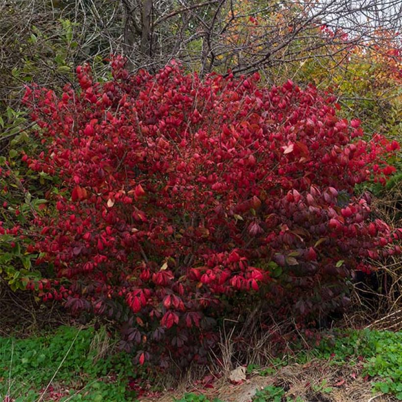 Euonymus alatus Compactus - Fusain ailé nain (Plant habit)