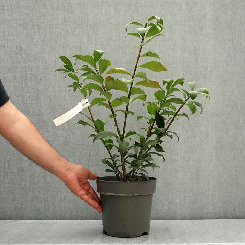 Example of Euonymus alatus Fire Ball - Fusain ailé nain Pot de 4L/5L as you get in ete