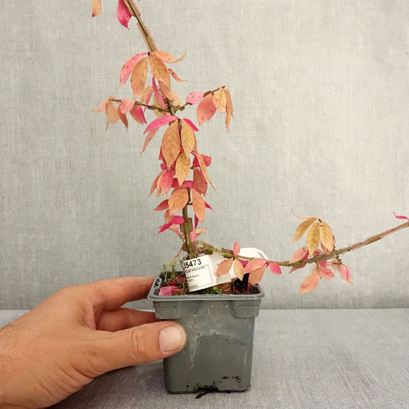 Example of Euonymus alatus - Fusain ailé Godet de 8/9 cm as you get in ete