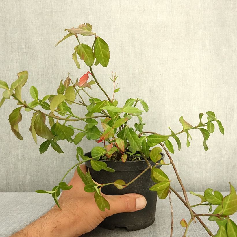 Example of Euonymus fortunei Coloratus - Fusain rampant Pot de 1,5L/2L as you get in ete