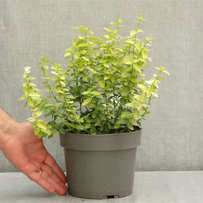 Example of Euonymus fortunei Goldy - Fusain persistant Pot de 3L/4L as you get in ete