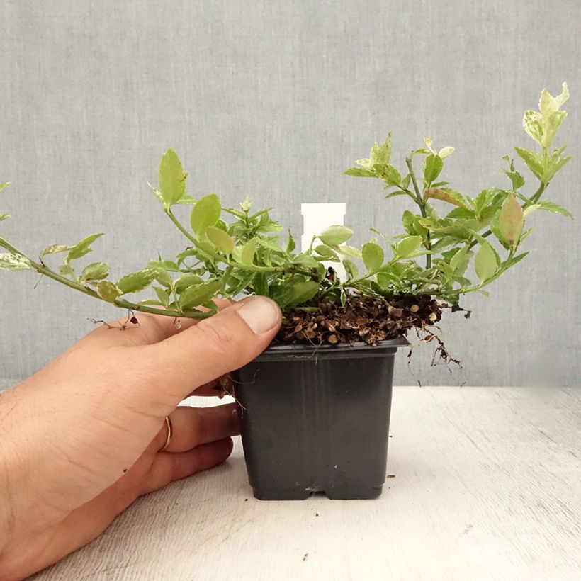 Example of Euonymus fortunei Harlequin - Fusain persistant panaché Godet de 8/9 cm as you get in ete