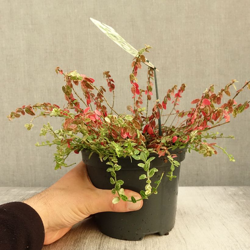 Example of Euonymus fortunei Silverstone - Fusain persistant Pot de 2L/3L as you get in automne