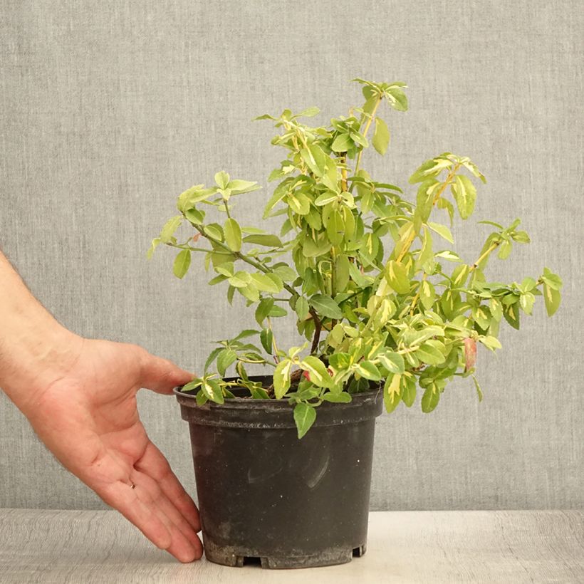 Example of Euonymus fortunei  Sunspot - Fusain persistant Pot de 2L/3L as you get in ete