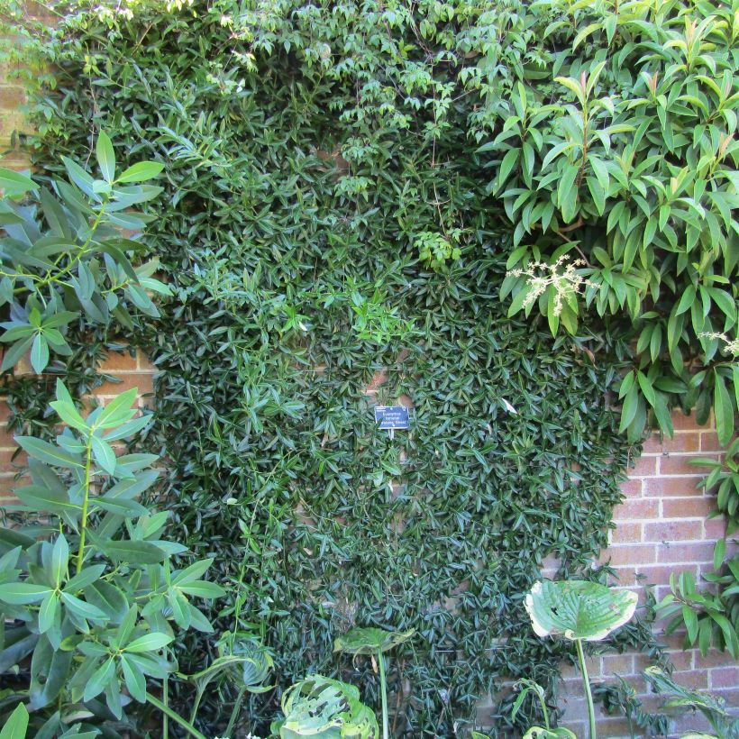 Euonymus fortunei Wolong Ghost - Fusain rampant (Plant habit)