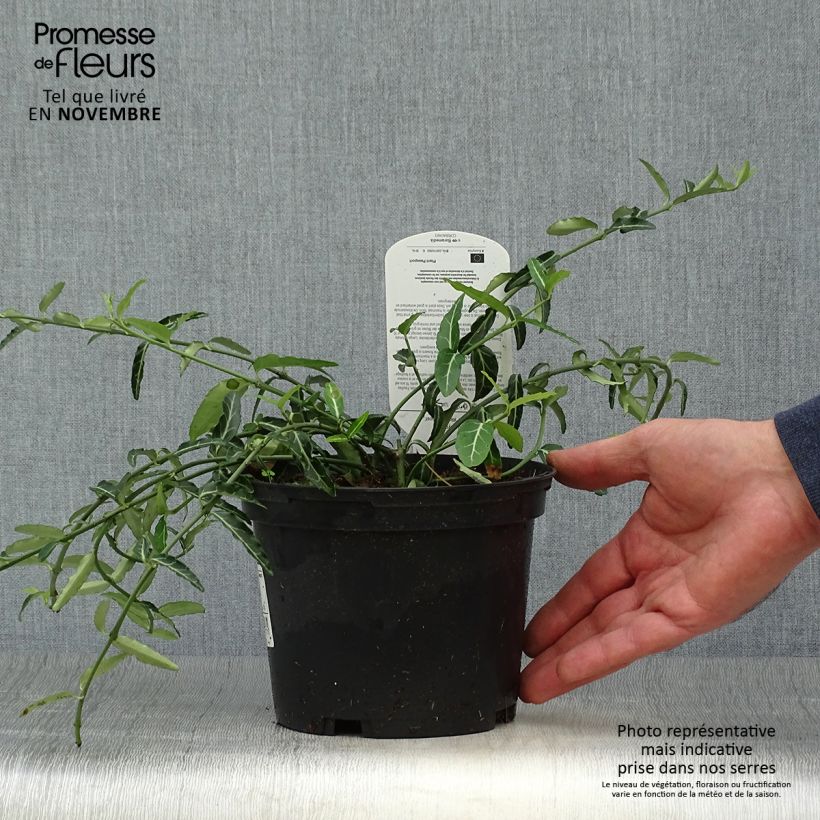 Example of Euonymus fortunei Wolong Ghost - Fusain rampant Pot de 2L/3L as you get in automne
