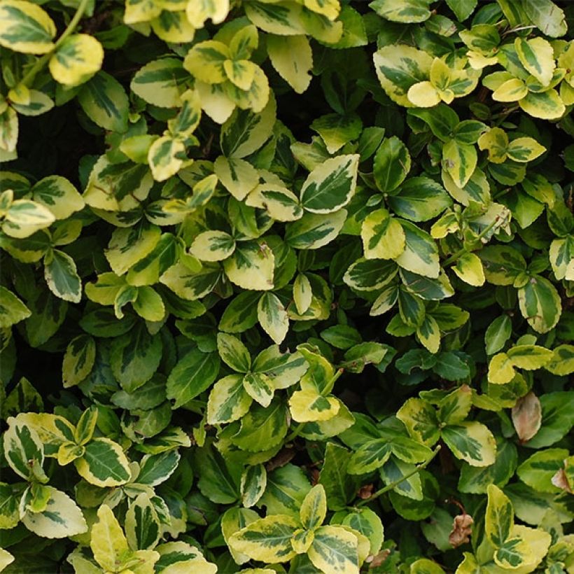 Euonymus japonicus Aureus - Fusain du Japon (Foliage)