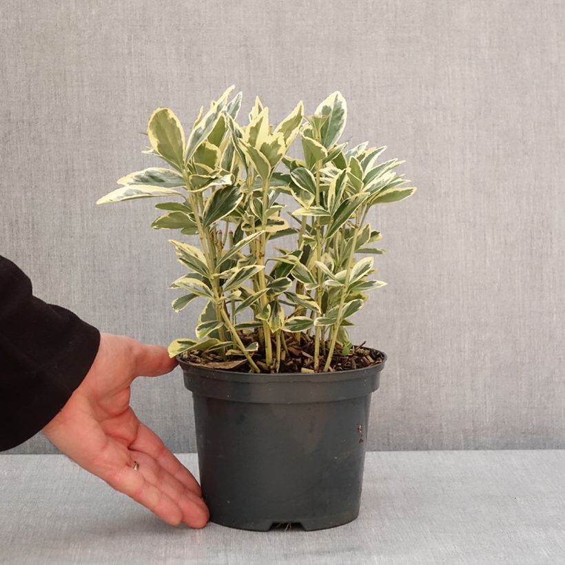 Example of Euonymus japonicus Bravo - Fusain du Japon Pot de 2L/3L as you get in hiver