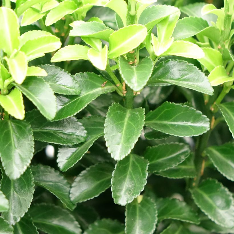 Euonymus japonicus Green Rocket - Fusain du Japon érigé (Foliage)