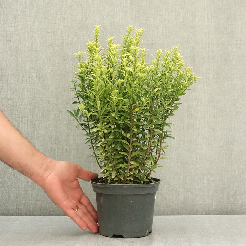 Example of Euonymus japonicus Microphyllus Aureovariegatus - Fusain Pot de 2L/3L as you get in ete