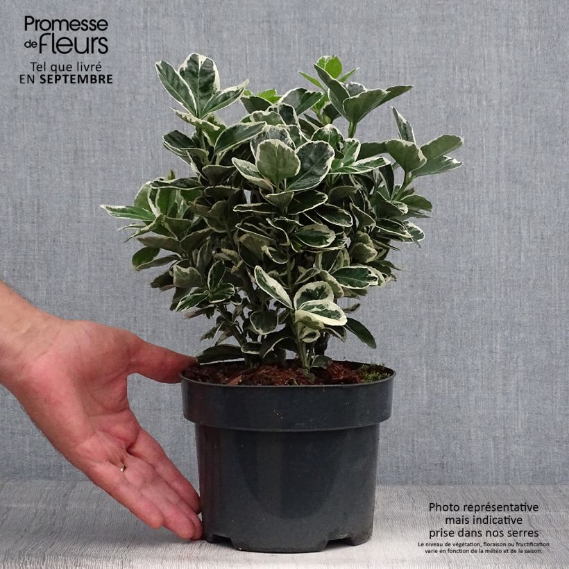 Example of Euonymus japonicus Suzanne - Fusain du Japon Pot de 2L/3L as you get in automne