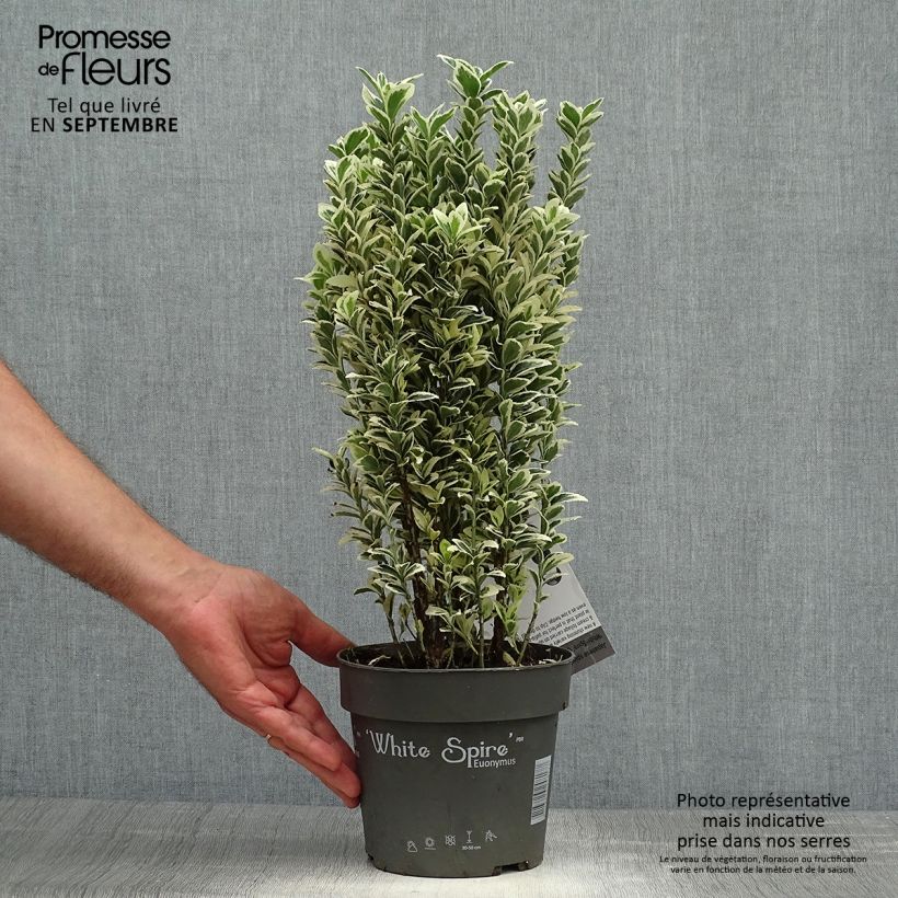 Example of Euonymus japonicus White Spire - Fusain du Japon Pot de 2L/3L as you get in automne