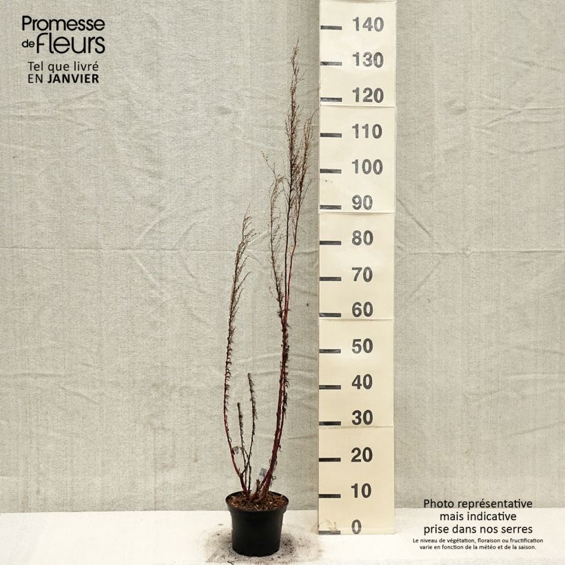 Example of Eupatorium Elegant Plume - Eupatoire Pot de 2L/3L as you get in hiver