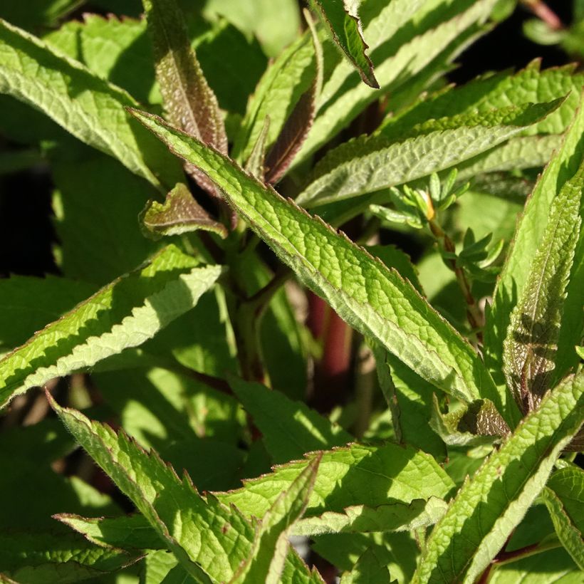 Eupatorium hybride Baby Joe - Eupatoire (Foliage)