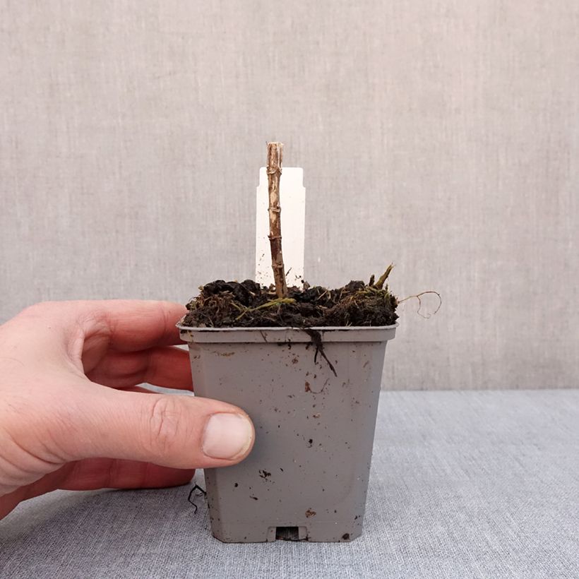 Example of Eupatorium hybride Baby Joe - Eupatoire Godet de 8/9 cm as you get in hiver