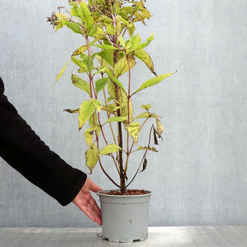 Example of Eupatorium hybride Baby Joe - Eupatoire Pot de 2L/3L as you get in automne
