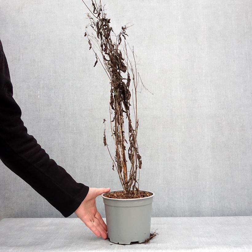 Example of Eupatorium maculatum Phantom - Eupatoire Pot de 2L/3L as you get in hiver