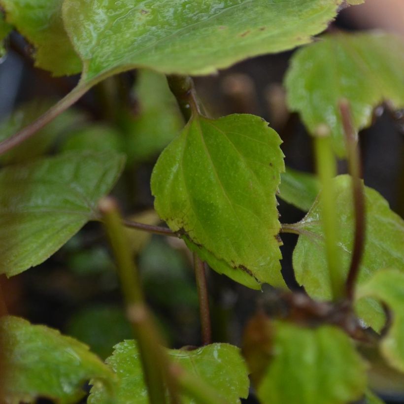 Eupatorium rugosum braunlaub ou Ageratina altissima (Foliage)