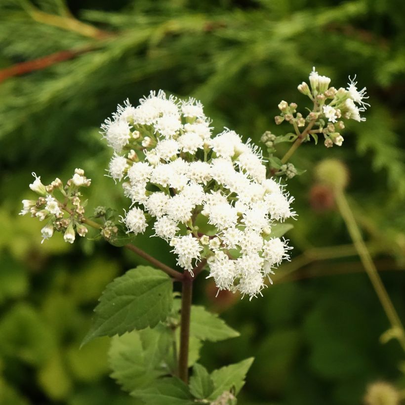 Eupatorium rugosum braunlaub ou Ageratina altissima (Flowering)