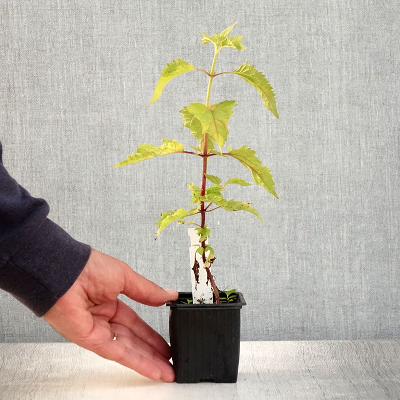 Example of Eupatorium rugosum, Eupatoire Godet de 8/9 cm as you get in ete
