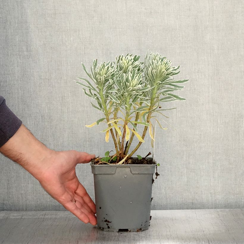 Example of Euphorbe characias Glacier Blue Pot de 1,5L/2L as you get in automne