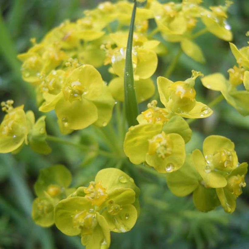 Euphorbe Petit-Cyprès - Euphorbia cyparissias (Flowering)