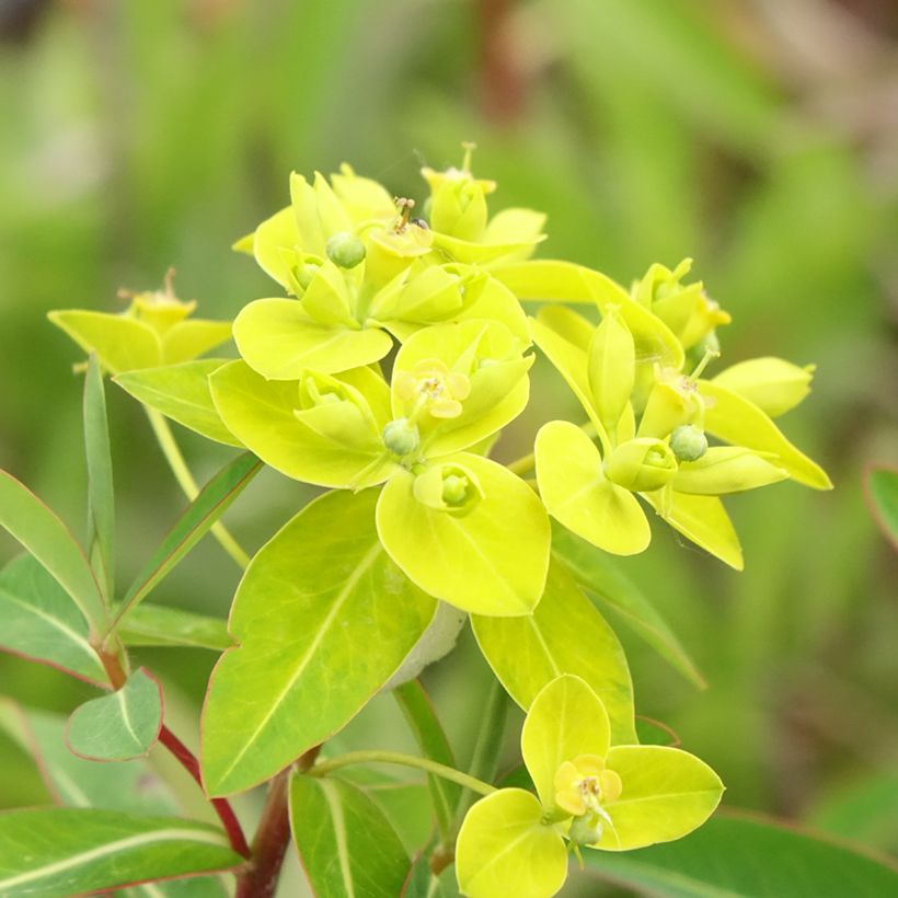 Euphorbia cornigera - Euphorbe (Flowering)