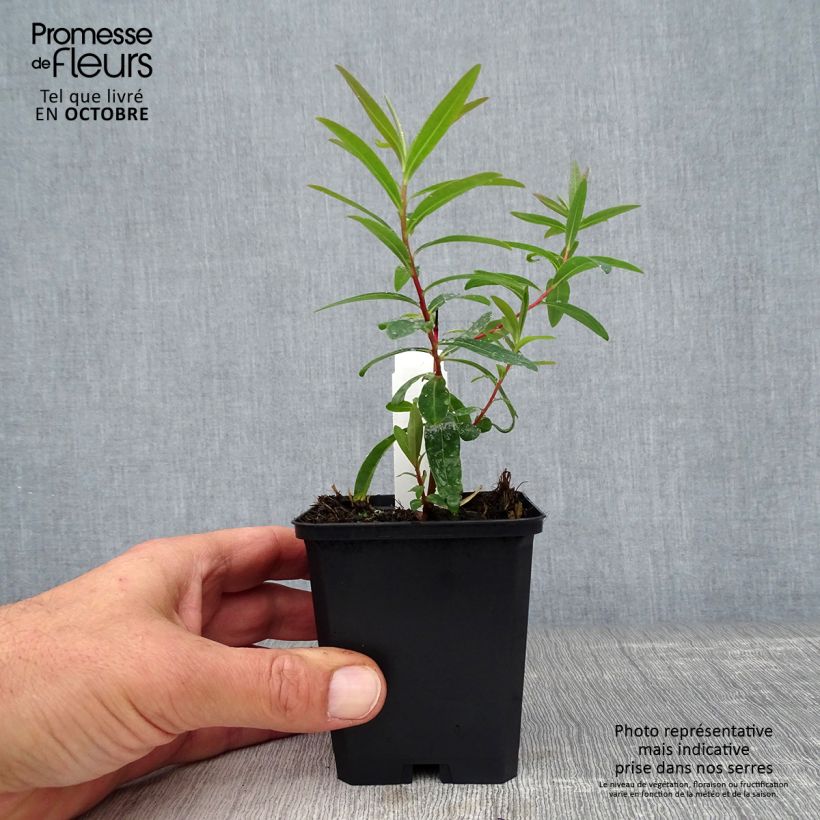 Example of Euphorbe palustris Walenburg's Glory - Euphorbe des marais Godet de 8/9 cm as you get in automne