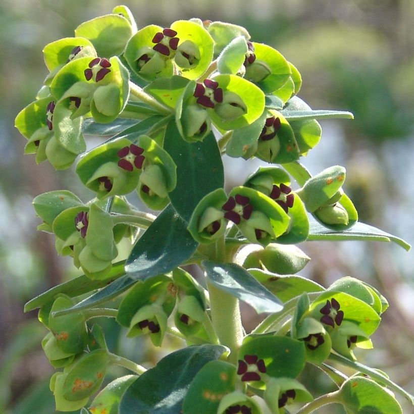 Euphorbe characias Black Pearl (Flowering)