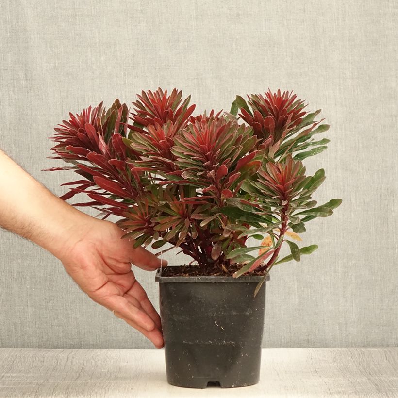 Example of Euphorbia characias Miners Merlot - Euphorbe Pot de 1L/1,5L as you get in ete