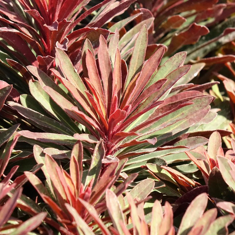 Euphorbia characias Miners Merlot - Euphorbe (Foliage)