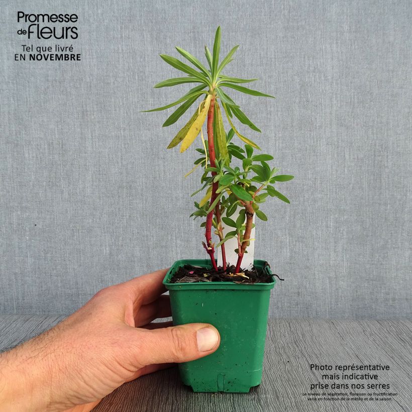 Example of Euphorbia characias ssp. characias - Euphorbe des garrigues Godet de 8/9 cm as you get in automne