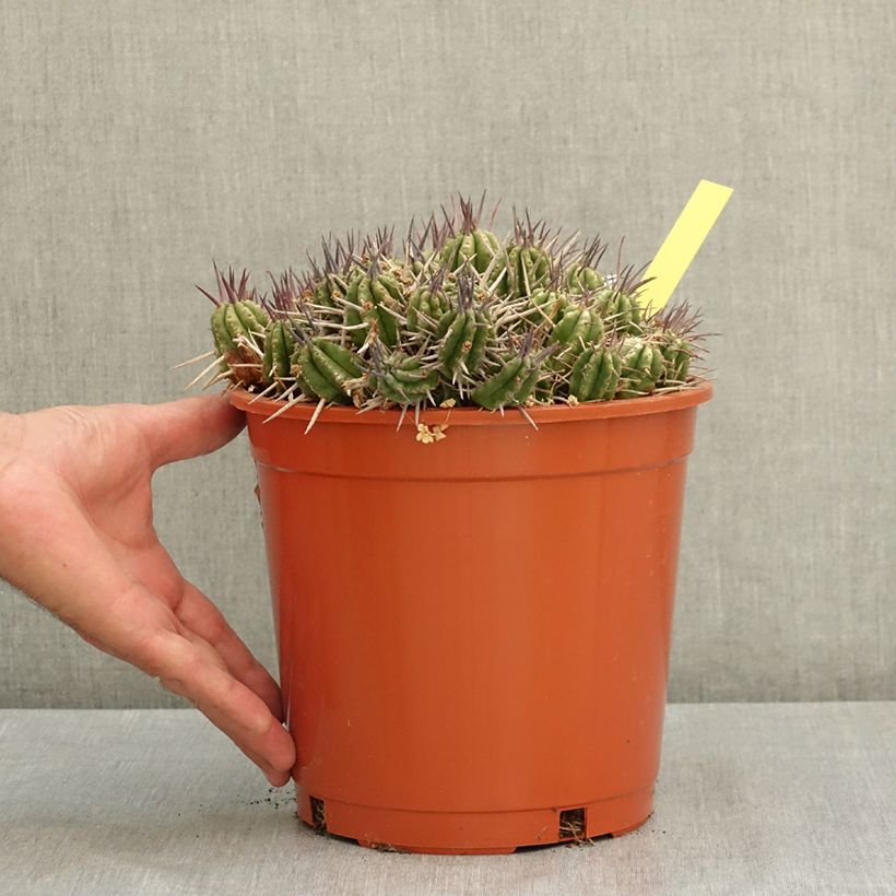 Example of Euphorbia mammillaris - Euphorbe Pot de 4L/5L as you get in ete
