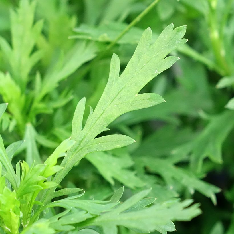 Euryops chrysanthemoides Sonnenschein - Marguerite de la savane (Foliage)