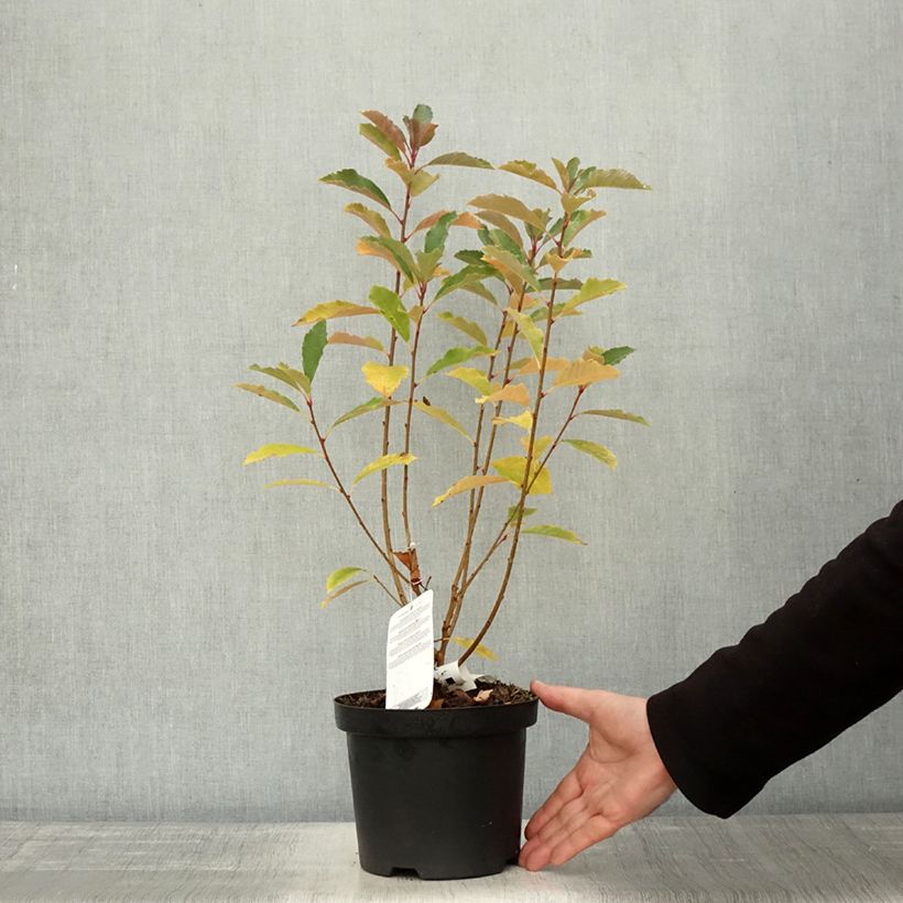 Example of Exochorda racemosa Blushing Pearl Pot de 3L/4L as you get in automne