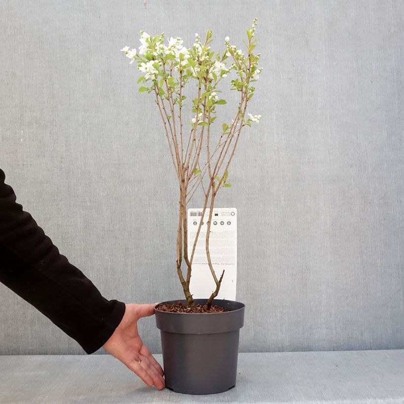 Example of Exochorda racemosa Magical Springtime Pot de 2L/3L as you get in hiver