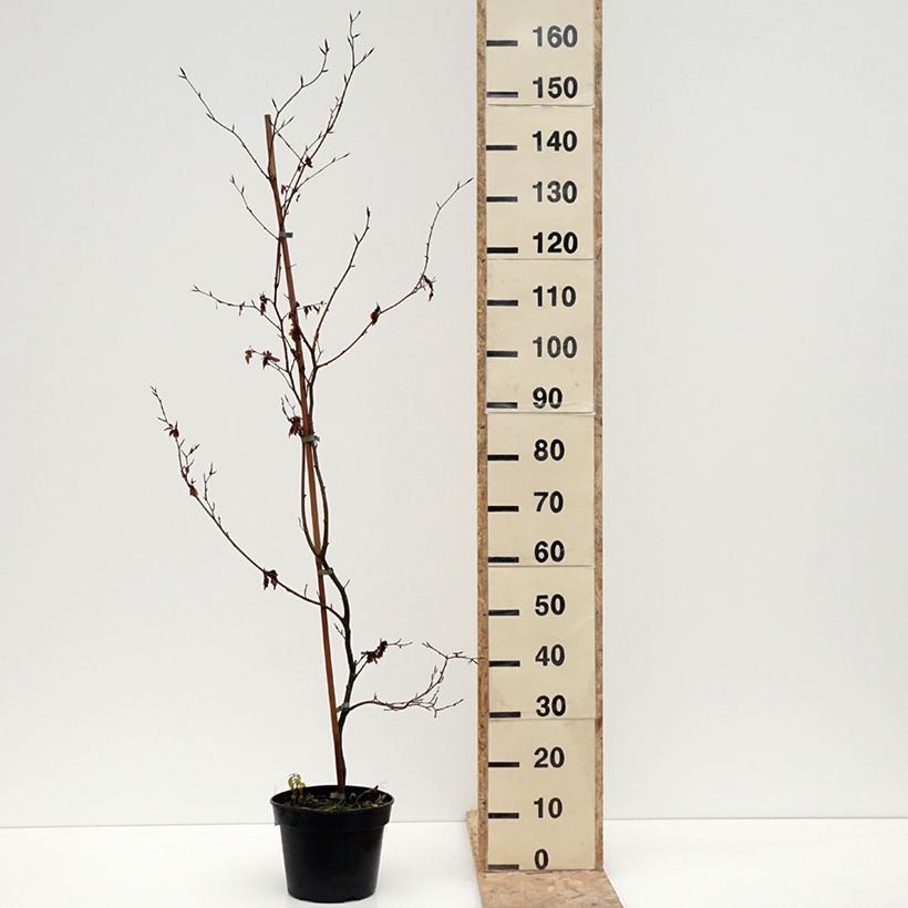 Example of Fagus sylvatica Brathay's Purple - Hêtre commun Pot de 4L/5L as you get in hiver