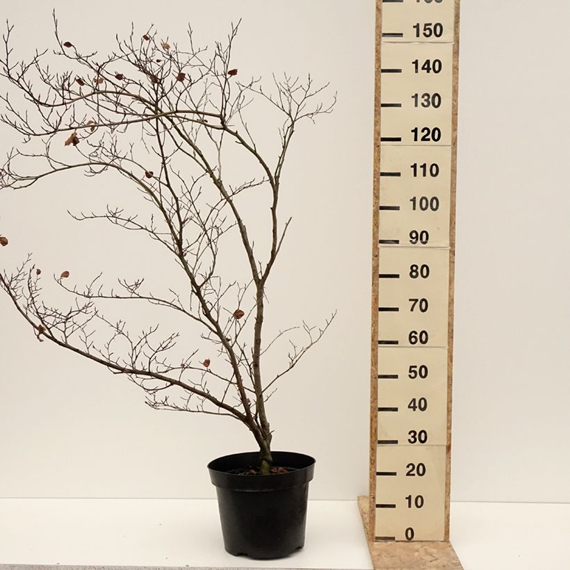 Example of Fagus sylvatica Cockleshell - Hêtre commun Pot de 12L/15L as you get in hiver