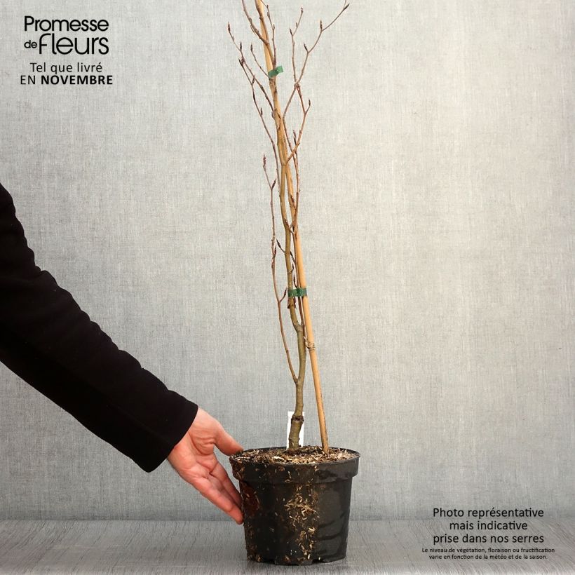 Example of Fagus sylvatica Dawyck Gold - Hêtre fastigié doré Pot de 2L/3L as you get in automne
