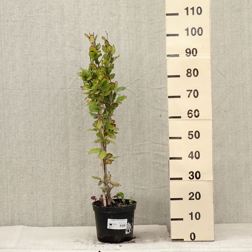 Example of Fagus sylvatica Dawyck Gold - Hêtre fastigié doré Pot de 4L/5L as you get in ete