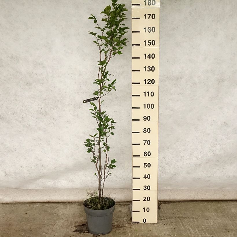 Example of Fagus sylvatica Dawyck - Hêtre fastigié Pot de 4L/5L as you get in ete
