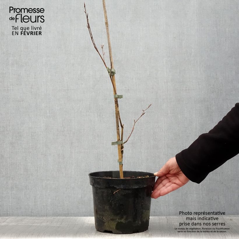 Example of Fagus sylvatica f. suentelensis - Hêtre tortillard Pot de 4L/5L as you get in hiver