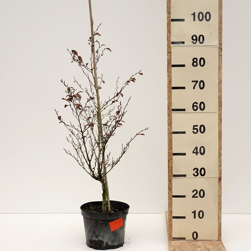 Example of Fagus sylvatica Felderbach - Hêtre nain Pot de 4L/5L as you get in hiver