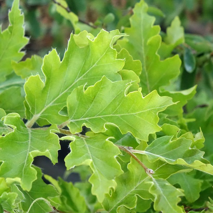 Fagus sylvatica Interrupta - Hêtre commun (Foliage)
