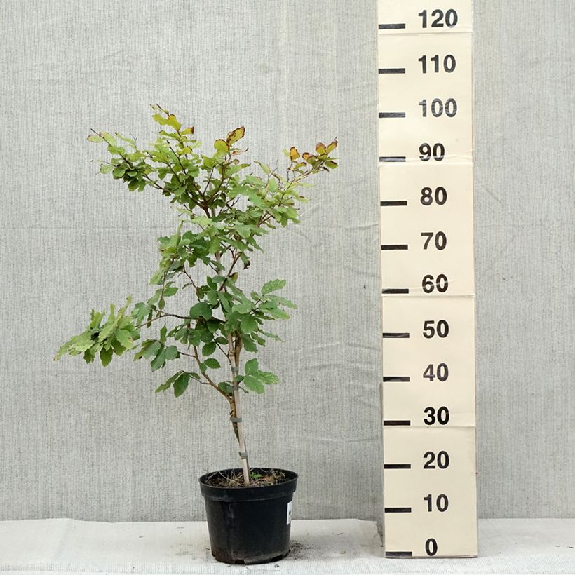 Example of Fagus sylvatica Marmor Star - Hêtre panaché Pot de 4L/5L as you get in ete