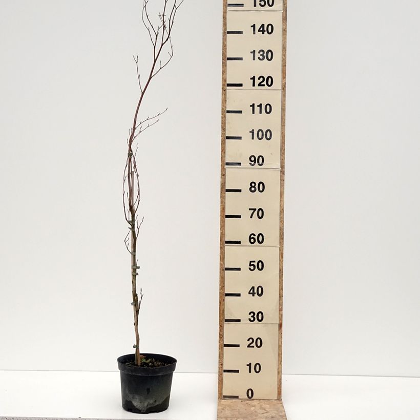 Example of Fagus sylvatica Rohan Minaret - Hêtre pourpre colonnaire Pot de 4L/5L as you get in hiver
